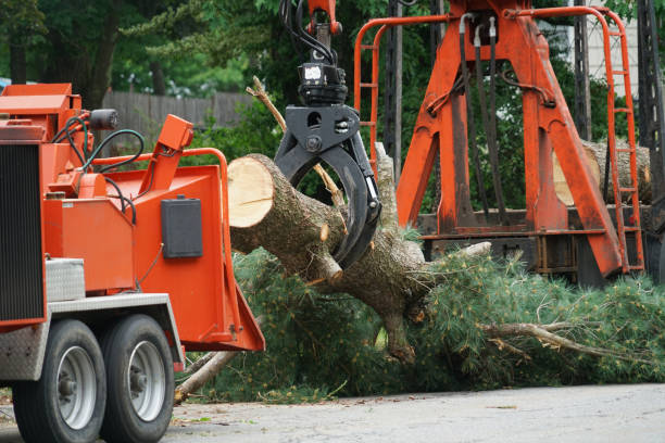 Best Commercial Tree Services  in Cornwall, PA